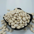 Types of white kidney beans Long Shape Crop 2017